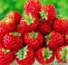 Jahodník Malinový:
Jahodník Framberry Red Dream (Fragaria ´Red Dream´) – malinové jahody – nově vyšlechtěná netradiční  rychlerostoucí odrůda  jahod připomínající svojí výbornou bezkonkurenční  chutí a silným aroma maliny. Je plně mrazuvzdorná, se stejnými nároky na pěstování jako běžné odrůdy jahod. Lze je pěstovat i ve skleníku, nebo foliovníku.
Malinové jahody jsou vynikající k přímé konzumaci, na dorty, dezerty, ovocné saláty i pro přípravu marmelád a šťáv. 
Semena – neoseeds


