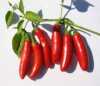 Nabízíme k prodeji semena chilli paprik Serano Tampiqueno:
Chilli paprička Serano Tampiqueno (Capsicum Annuum) – pocházející z Mexika plodí velké množství lehce pikantních válcovitých lusků, jejichž pálivost se pohybuje přibližně v rozmezí od 8 000 do 22 000 SHU.
Aromatické chilli papričky specifické chuti, bohaté na vitamín C a karoten jsou výborné na přípravu chili omáčky, na salsu, na nakládání i sušení i jako běžná přísada do pikantních pokrmů (guláše, polévky aj.)
Semena - neoseeds


