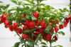 Nabízíme k prodeji semena chilli paprik 7pod Red:
Chilli 7pod Red (Capsicum chinense) pocházející z Karibiku poskytuje vysoké výnosy červeně zbarvených chilli papriček s příjemnou ovocnou a mírně nasládlou příchutí a silnou pálivostí okolo 1 000 000 SHU.
Semena – neoseeds
