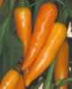 Chilli Bulgarian Carrot  -semena 