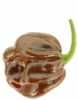  Nabízíme k prodeji semena chilli paprik Chocolate Habanero:
Paprička Habanero Chocolate má velmi atraktivní plody. Dosahuje velmi vysoké pálivosti 
pálivostI až 450 000 SHU (jednotek pálivosti Scoville Heat Units).
Semena – neoseeds

