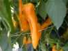 Nabízíme k prodeji semena sladké papriky Ornela .
. Paprika Ornela (Capsicum annuum) – poloraná odrůda sladké papriky (kapie) předurčená k pěstování ve skleníku a v teplejších oblastech i na poli, vyznačující se dlouhými zašpičatělými lusky sytě žluté barvy.
Je vhodná k přímé konzumaci, na přízdobu pokrmů, na nakládání a k tepelnému zpracování.
Semena - neoseeds
