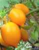 Nabízíme k prodeji semena rajčat Citrína:
Rajče Citrina je tyčková (indeterminantní) pozdní odrůda s neomezeným růstem vyznačující se netradičními plody žluté barvy a citronového tvaru. Rajčata mají jemnou sladkou chuť .semena- neoseeds
