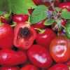Chilli paprika Rocoto Red -semena