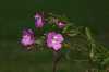 Nabízíme k prodeji semena Vrbovka malokvětá:
Vrbovka malokvětá (Epilobium parviflorum) je vytrvalá keříčkovitá rostlina, která dorůstá do výšky až 80 cm. Roste téměř v celé Evropě. Doba květu je od června do září. Vrbovka má protizánětlivé účinky, usnadňuje vyprazdňování moči při zvětšené prostatě.
Smena - neoseeds
 

