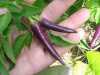 
Nabízíme k prodeji semena chilli Cayenne Purple.
Chilli paprička „Cayenne Purple“ ( Capsicum annuum) původně pocházející z Mexika  je jednou z nejkrásnějších druhů chilli Cayenne, kvetoucí  nádhernými fialovými květy, z nichž potom  dozrávají neméně okrasné  jasně purpurové lusky vítečné  pikantní chuti a pálivostí přibližně 30.000 – 50.000 SHU. Jsou ideální pro přípravu omáček, polévek, gulášů a jiných pikantních pokrmů. Lze je používat v syrovém stavu, sušené, nebo nakládané.
 Semena – neoseeds
