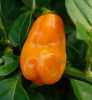 chilli Maraba Orange - semena 