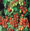 Nabízíme k prodeji semena rajčat Juliet F1:
Rajče Juliet F1 hybrid (Solanum lycopersicum) je tyčková (indeterminantní) raná hojně plodící odrůda  cherry rajčátek, odolná proti praskání a vůči plísni, vyznačující se atraktivními lesklými  červenými oválnými plody skvělé chuti, vhodnými jak k přímé konzumaci, do čerstvých zeleninových salátů, na přízdobu pokrmů, tak i na přípravu omáček a k tepelnému zpracování.
Semena - neoseeds
 

