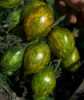 
Nabízíme k prodeji semena rajče Mint Julep:
Rajče Mint Julep (Solanum lycopersicum) je tyčková (indeterminantní) odrůda rajčat, charakteristická sladkými plody velmi netradičního tvaru i barvy.
Jsou zvláště vhodné k přízdobě pokrmů, k přípravě zeleninových salátů i k přímé konzumaci.
 semena – neoseeds

