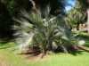 Nabízíme k prodeji naklíčená semena Nannorrhops Ritchieana:
Nannorrhops je venkovní okrasná  mrazuvzdorná palma tvořící kmen, původem z Nepálu , pyšnící se velkými kožovitými  tuhými listy s leskem namodralého nádechu a  téměř okrouhlou čepelí. Řapíky dosahují délky 40 – 90 cm. Běžně tato palma roste v nadmořských výškách až 1700 m n. m., s  mrazuvzdorností až do – 23°C je druhou  nejmrazuvzdornější palmou. Je určena k přímé výsadbě a bude určitě atraktivní a exotickou ozdobou zahrad, ale je možné ji pěstovat i ve velkých  nádobách.Sada obsahuje 2  naklíčená semena.
Semena – neoseeds
