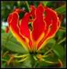 Nabízíme k prodeji semena Gloriosa Suberba:
Gloriosa Superba – Glorióza vznešená je exotická popínavá teplomilná rostlina z čeledi liliovitých, rostoucí z hlízy, se skvostnými květy podobnými orchideím, pocházející z afrických tropů. Na svých stoncích nese vejčité, jasně zelené zašpičatělé listy. Stonky jsou křehké, proto je vhodné rostlině zajistit oporu. Je možné ji pěstovat jako okrasnou přenosnou rostlinu, na balkoně i v bytě, v zimních zahradách, nebo jako netradiční ozdobu vstupních hal, která bude v době květu poutat pozornost celého okolí. Květy se používají též k řezu.
Semena – neoseeds
