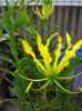 Nabízíme k prodeji semena Gloriosa Lutea:Gloriosa Lutea - exotická popínavá teplomilná rostlina z čeledi liliovitých, rostoucí z hlízy, se skvostnými květy podobnými orchideím, pocházející z afrických tropů. Na svých stoncích nese vejčité, jasně zelené lesklé zašpičatělé listy. Stonky jsou křehké, proto je vhodné rostlině zajistit oporu. Je možné ji pěstovat jako okrasnou přenosnou rostlinu, na balkoně i v bytě, v zimních zahradách, nebo jako netradiční ozdobu vstupních hal, která bude v době květu poutat pozornost celého okolí. Květy se používají též k řezu, ve váze vydrží až 10 dní.
Semena – neoseeds
