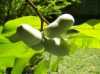Nabízíme k prodeji naklíčená semena Asimina Triloba:
Asimina Triloba „Banán severu“ pocházející z východního pobřeží severní Ameriky je v našich klimatických podmínkách mrazuvzdorný opadavý strom snášející teploty až do – 22°C,  produkující velmi atraktivní ovoce, vyznačující se pravidelnou vejčitou a velice dekorativně působící korunou. Tento málo známý ovocný strom lze pěstovat i v našich podmínkách a kvalita jeho plodů je zcela srovnatelná s nejkvalitnějším tropickým ovocem. Plody lze v kuchyni zpracovávat podobným způsobem jako banány.Sada obsahuje  3  naklíčená semena.
Semena -  neoseeds
