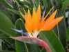 
Nabízíme k prodeji sazenice Strelitzisa Reginae:
Strelitzia- Královská květina je exoticky působící, okrasná, vytrvalá bylina se zvláště nádhernými květy a velkými, oválnými, přibližně 40 cm dlouhými, tmavě zelenými, kožovitými listy na 60 cm dlouhém řapíku, pocházející původně z jižní Afriky, kde roste běžně na březích vodních toků, v pobřežní buši a v křovinách. Strelitzia je v našich podmínkách skvělá jako pokojová rostlina, její obdivuhodné květy jsou výborné k řezu a společně s listy jsou využívány do květinových vazeb.
 Semena – neoseeds
