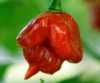 Nabízíme k prodeji sazenice chilli Trinidad Scorpion Red…(40 Kč )
Chilli paprička „Trinidad Scorpion Red“ (Capsicum Chinense) se vyznačuje plody velmi netradičního tvaru s ovocnou příchutí, dosahujících pálivosti 800.000 – 1.000.000 SHU  čímž se řadí k nejpálivějším odrůdám chilli. Papričky lze použít jak v syrovém, tak v sušeném stavu jako koření na ochucení pikantních pokrmů, zvláště omáček, gulášů, polévek apod. Je třeba dát pozor na dávkování.
Semena -neoseeds
