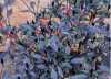 
Nabízíme k prodeji sazenice chilli Zimbabwe Black…(35 Kč)
Chilli Zimbabwe Black (Capsicum annuum) pocházející ze Zimbabwe je rostlina nápadná svými purpurově zabarvenými listy. Poskytuje vysoké výnosy plodů, které mají zajímavou chuť (používají se jak čerstvé tak sušené) a přidávají např. do salátů, nebo na ozdobení nejrůznějších jídel. Pálivost papriček je střední 20,000-30,000 SHU (Scoville heat units). Chilli Zimbabwe Black je možno použít i jako dekoraci.
Semena –neoseeds
