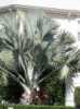Latania Loddigesii odolná atraktivní palma ,ceněná pro své modro šedé listy,které této palmě dávají efektní vzhled.Svojí teplotní odolností je předurčená pro pěstování v interieru.Zimní teplota by neměla klesat pod 15°C.V letních měsících je vhodné palmu letnit v polostínu.
Půda humózní,propustná,dobře drenážovaná,v letních měsících jednou za 14 dní přihnojení.
Naklíčená semena zasaďte cca 2 cm pod povrch humózního substrátu.Zálivka pouze mírná.Na rozdíl od většiny palem již první listy narůstají dělené.
Semena –neoseeds

