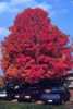 Acer  Sacharum- Javor cukrový ( národní strom Kanady),  rostoucí původně v listnatých lesích severovýchodní a severní Ameriky  je svojí zářivě zlatěoranžovou barvou listů  jedním z nejefektněji se barvicích opadavých  stromů. Javory jsou všeobecně oblíbené pro tvar i barvu přibližně 20 cm velkých, protistojně vyrůstajících dlanitě laločnatých listů s dlouhými řapíky. Koruna stromů je kulovitého tvaru, kmen je štíhlý, obsahující cukernatou šťávu. Kvetou až ve vyšším věku, přibližně kolem 20 let žlutozelenými květy. Plodem je okřídlená dvounažka. Svým dominantním vzhledem se javory hodí  jako solitéry, některé druhy i jako živé ploty nebo bonsaje. U nás jsou pěstovány především jako okrasné parkové, nebo alejové stromy.  Vařená koncentrovaná míza s vysokým obsahem cukru  je známá pod komerčním názvem „Javorový sirup“, který je používán jako přírodní sladidlo bohaté na zinek a mangan. V zemi svého původu se sladká míza z jeho kmene používá na výrobu cukru.
 Semena - neoseeds
