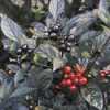 Nabízíme k prodeji sazenice chilli Black Pearl –Akce za 15 Kč kus (35 Kč ) 
Chilli Black Pearl (Capsicum Annuum) původně pocházející z Ameriky  je jednou z nejkrásnějších druhů chilli kvetoucí fialovými květy na tmavě zelených, později fialových až černých výhoncích. Z květů se pak vyvíjejí neméně okrasné kulovité lusky střední pálivosti, která se pohybuje okolo 20 000 - 30 000 SHU.
Jsou ideální pro přípravu omáček, polévek, gulášů a jiných pikantních pokrmů. Lze je používat v syrovém stavu, sušené, nebo nakládané.

Semena - neoseeds
