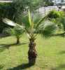 Nabízíme k prodeji naklíčená semena Palma Washingtonia:
Washingtonia robusta je palma, která je původem z jihozápadu USA a severního Mexika. Ve svém přirozeném prostředí dorůstá do výšky cca 20 metrů, kmen je ve tvaru sloní nohy, na vrcholku dosahuje průměru 25 cm a u země může být široký přes metr. V květináčích dosahuje výšky kolem 3 m nebo menší. Palma má vějířovité světle zelené listy o průměru cca 2 m, na koncích se vytváří jemná vlákna, která s přibývajícím věkem odpadají. Řapíky jsou dlouhém až 1,5 m, v horní části mají červenohnědý nádech. Mladé rostliny mají okraje řapíků s ostny, které se s věkem vytrácejí. Palma má dlouhé květenství, až tři metry, s četnými malými světle oranžovorůžovými květy. Washingtonia je předurčená svojí mrazuvzdorností do – 5 °C k pěstování ve sklenících, zimních zahradách a interiérech. V létě jí prospívá letnění na zahradě.Sada obsahuje 3  naklíčená semena.
Semena -  neoseeds
