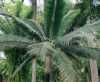 Dictyosperma album var. conjugatum „Hurikánová palma“ je nejmenší ze tří odrůd Dictyosperma. Pochází z ostrovů v indickém oceánu. Má krátký, tenký kmen, který je pod listy vyboulený. Listy tvoří hustou korunu, jsou dlouhé a zpeřené. Jednotlivé lístky jsou na okrajích spojené dohromady, proto je tahle varianta snadno rozpoznatelná. Dictyosperma album  je teplomilná, nesnese mráz. V našich podmínkách je to interiérová dekorativní palma.
Semena – neoseeds

