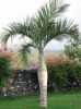 Hyophorbe verschaffeltii  neboli „Lahvová palma“ je krásná nízká palma, pro svůj vzhled velice oblíbená jako okrasná rostlina se zpeřenými do široka rozvětvenými jasně zelenými až 2 m dlouhými pevnými listy, které vytvářejí vějířovou korunu, nejčastěji o 5 až 8 listech. Od mládí vytváří rostlina ztloustlý kmen, pro jehož zajímavý tvar je palma nazývána lahvová. Dorůstá výšky až 5 metrů. Plody jsou oranžové až černé. Palmě velmi prospívá letnění , zvlášte k růstu a tvorbě silného dekorativního kmene. Je vhodná do interiérů, zimních zahrad a skleníků.  
Semena –neoseeds
