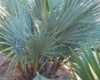Nabízíme k prodeji naklíčená semena -
Nannorrhops arabica silver  je venkovní okrasná  mrazuvzdorná palma tvořící kmen, původem z Nepálu , pyšnící se velkými kožovitými  tuhými listy s leskem namodralého nádechu a  téměř okrouhlou čepelí. Řapíky dosahují délky 40 – 90 cm. Běžně tato palma roste v nadmořských výškách až 1700 m n. m., s  mrazuvzdorností až do – 23°C je druhou  nejmrazuvzdornější palmou. Je určena k přímé výsadbě a bude určitě atraktivní a exotickou ozdobou zahrad, ale je možné ji pěstovat i ve velkých  nádobách.
Semena –neoseeds
