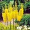 Eremurus  Stenophyllus Bungei (liliochvostec úzkolistý) - semena pocházející ze střední a západní Asie je mohutná okrasná trvalka, vyznačující se přízemní růžicí úzkých zelených  listů z  níž z kořenové hlízy vyrůstá dlouhý stonek, na němž postupně vykvétají  zlatožluté květy tvořící velice nápadná elegantní květenství. Tato rostlina je velmi dekorativní a rozhodně nepřehlédnutelnou solitérou pěstovanou v zahradách a parcích, vhodnou i k řezu.  
