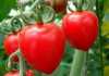 Rajče Tomato BerryF1- semena 