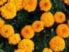Nabízíme k prodeji semena Aksamitník vzpřímený clinton:
Aksamitník vzpřímený clinton (Tagetes erecta)  původem ze středního Mexika je velice rozšířená a populární, na pěstování nenáročná keříkovitě rostoucí okrasná letnička s jemně zpeřenými aromatickými listy, kvetoucí nápadnými  plnými sytě oranžovými karafiátovými květy, vhodná na záhonové výsadby, do okenních truhlíků i ozdobných nádob, k řezu i na sušení. Ve váze vydrží až 10 dní.
Vysazováním aksamitníku kolem citlivých rostlin nebo do skleníků se účinně odpuzují hmyzí škůdci zeleniny. Kořeny obsahují látky potlačující půdní háďátka.

 Semena – neoseeds
