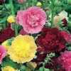 Nabízíme k prodeji semena Alcea Rosea:
Alcea  Rosea – topolovka, neboli proskurník je dvouletá, nebo i víceletá vzpřímená okrasná rostlina pocházející původně z Orientu, vynikající pro solitérní i skupinové výsadby. Vyznačuje se zvláště atraktivními pestrobarevnými květenstvími a okrouhlými laločnatými vrásčitými listy vyrůstajícími ze vzpřímené plstnaté, později chlupaté lodyhy. Doba květu konec července až září. Předpěstované rostliny, které vyséváme doma kvetou již v březnu.
 
Semena - neoseeds
 
