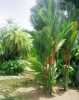 Nabízíme k prodeji  semena palma Cyrtostachys renda:
Cyrtostachys renda - palma oranžová je velice ceněná štíhlá palma pocházející z jihovýchodní Asie, kde roste v trsech. Listy jsou zpeřené, dlouhé 1,5 metru. Pochvy a řapíky listů mají charakteristickou oranžovou až červenou barvu, díky vosku, který se dříve využíval na pečetě. V našich podmínkách je to interiérová dekorativní palma, která má ráda vlhké klima, proto se hodí do skleníků a zimních zahrad, nebo i do teplého bytu, kde palmu občas rosíme.
 Semena – neoseeds
