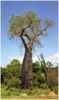 Nabízíme k prodeji semena baobab Adansonia Perrieri:
Adansonia perrieri (Perriérův baobab) je jedním z vzácných ohrožených stromů v Madagaskarském deštném lese, kde se vyskytuje podél břehů řek, tůní a jezírek na rozdíl od Baobabů ve stepích a savanách. Kmen tohoto baobabu je tlustý a pokrývá ho hrubá šedá kůra. Větve vytváří mohutnou rozkladitou korunu, listy jsou dlanité, střídavě posazené, skládají se z 5-7 lístků. Baobab se  dožívá stáří až několika tisíc let. Není mrazuvzdorný a v našich klimatických podmínkách je vhodný spíše k tvorbě bonsají. Dá se velice dobře tvarovat a po dosažení výšky, která vám vyhovuje zaštípnout vrchol rostliny a potom dále utvářet podle svých představ.
Semena – neoseeds
