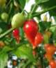 Nabízíme k prodeji semena chilli paprik Chupetinho :
Chilli Chupetinho  ( Capsicum chinense ) - chilli paprička pocházející z Brazílie vyznačující se plody velice  netradičního tvaru s ovocnou příchutí a pálivostí kolem 30 000 SHU.
Semena – neoseeds
