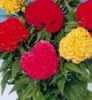 V nabídce  máme kolem stovky různých druhů semen letniček
Celosia Cristata (Nevadlec hřebenitý) směs barev červené, růžové a žluté, pocházející z afrických tropů  je skutečně nádherná letnička, se vzpřímenou lodyhou a  kopinatými celokrajnými listy, kvetoucí nápadnými netradičnímí originálními květy, určená k záhonovým výsadbám i pro řez květů. Je velice vhodná i na sušení do suchých vazeb.(Sušit je vhodné rychle teplým vzduchem, aby silné a dužnaté stonky nezčernaly). 
 Výška rostliny
Dorůstá výšky až 80 cm. 
Semena neoseeds
