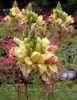 Nabízíme k prodeji semena Caesalpinia Gilliesii:
Caesalpinia Gilliesii je teplomilný opadavý keř, který má svůj  původ  v jižní Americe, kde roste i v podobě menšího stromu. Běžně je pěstován ve Středozemí  i v tropech celého světa. V našich klimatických podmínkách musí přezimovat v bezmrazých prostorách. Snad pro jeho nádherné květy je znám též jako „Pták z ráje“. Doba květu Caesalpinia Gilliesii je červenec až srpen.
Semena - neoseeds
 

