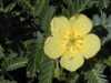 Kotvičník zemní (Tribulus terrestris)- sazenice AKCE za 15 Kč - pocházející z Číny a Japonska je u nás volně jen vzácně rostoucí jednoletá plazivá bylina s četnými léčivými účinky, kvetoucí jasně žlutými kvítky. Její lodyhy jsou přitiskle chlupaté, porostlé krátce řapíkatými eliptickými nebo podlouhle kopinatými vstřícnými lichozpeřenými listy.
V našich klimatických podmínkách lze kotvičník velmi dobře pěstovat i množit. Daří se mu ve volné půdě, kde bezproblémově dozrávají semena, která v půdě přezimují a na jaře klíčí.
Semena - neoseeds
