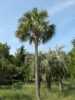 Balení obsahuje 3 naklíčená semena
Popis
Sabal causiarum je jedním z největších druhů rodu Sabalů pocházející z Portorika a z Britských Panenských ostrovů, kde se využíval k pletení klobouků, košíků , houpacích sítí a jako materiál na střechy chýší. Roste samostatně, má mohutný kmen šedivé barvy. Listy jsou tuhé, dlanité, tmavě zelené barvy. Palma snese i nižší teploty, ale v našich podmínkách je potřeba ji na zimu přemístit do interiéru.
Semena - neoseeds
