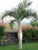 Nabízíme k prodeji naklíčená semena Hyophorbe Verschffeltii:
Hyophorbe verschaffeltii  neboli „Lahvová palma“ je krásná nízká palma, pro svůj vzhled velice oblíbená jako okrasná rostlina se zpeřenými do široka rozvětvenými jasně zelenými až 2 m dlouhými pevnými listy, které vytvářejí vějířovou korunu, nejčastěji o 5 až 8 listech. Od mládí vytváří rostlina ztloustlý kmen, pro jehož zajímavý tvar je palma nazývána lahvová. Dorůstá výšky až 5 metrů. Plody jsou oranžové až černé. Palmě velmi prospívá letnění , zvlášte k růstu a tvorbě silného dekorativního kmene. Je vhodná do interiérů, zimních zahrad a skleníků.  
Semena – neoseeds
