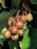  
Nabízíme k prodeji semena Actinidia Arguta:
Actinidia Arguta ( aktinidie význačná) pochází původně z východní Asie. Aktinidia je bujně rostoucí ovíjivá mrazuvzdorná opadavá dřevina, dorůstající délky kolem10 metrů, plodící velmi chutné plody bohaté na vitamín C. Listy jsou střídavé, sytě zelené se zubatým okrajem. Kvete od června do července 2-3 cm velkými bílými slabě vonícími dvojdomými  květy. Vzhledem k tomu, že u tohoto druhu existují samčí a samičí rostliny, je třeba mít od každé alepoň jednu, aby mohlo dojít k tvorbě plodů. Mezi samčí a samičí rostlinou by neměla být větší vzdálenost než 10 m.  Aktinidie  je ideální k popnutí pergol, treláží, plotů a zídek. Podíl vitamínu C zařazuje tuto rostlinu mezi nejzdravější plodiny této planety.
Semena - neoseeds

