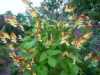 Nabízíme k prodeji semena Ipomoea Mina Lobata:
Ipomoea Mina Lobata ( povijnice laločnatá) původně pocházející z Brazílie je okrasná  bujně rostoucí popínavá rostlina s neuvěřitelně nápadnými  nádhernými ohnivými květy a trojlaločnatými listy,  vhodná k pokrytí plotů, pergol,mříží apod. V dobrých podmínkách vyroste za den až 10 cm a během pár týdnů utvoří hustou kvetoucí stěnu. Celá rostlina je jedovatá.
Semena -  neoseeds

