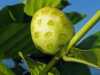 
Nabízíme k prodeji sazenice Noni citrusolistá:
Noni  citrusolistá ( Morinda citrifolia) přezdívaná „ zázrak z Havaie“ je velmi odolná  tropická  rostlina,  pocházející z Asie,  typická zvláště pro Havaj, Malajsii a jih Indie, kde je pěstována především pro své  šťavnaté plody specifické chuti  obsahující velké množství vitamínů, stopových prvků, enzymů, alkaloidů, rostlinných olejů, kyselin a antioxidantů. Noni je nejen velice užitečná, plodná,  ale i krásná a vznešená  rostlina, kterou lze s úspěchem pěstovat  v květináči o dostatečném průměru i v naších podmínkách .
Semena – neoseeds
