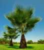   
Washingtonia filifera je nádherná robusní rychle rostoucí palma pocházející z polopouští Kalifornie v USA. Mohutný kmen je pokryt zbytky listů, které vytvářejí kryt. Vějířovité listy šedozelené barvy mají velmi dlouhé řapíky (až 1,5 metru), které jsou pokryty trny, ale s přibývajícím věkem je postupně ztrácejí. Filifera znamená vláknitá, protože charakteristický rys této palmy je, že na koncích listů vytváří jemná vlákna. V našich podmínkách je to interiérová dekorativní palma 
Cena za kus 15 Kč.
Semena – neoseeds
