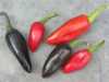 
Nabízíme k prodeji semena Chilli Jalapeňo Purple .
Paprička Chilli Jalapeňo Purple má svůj původ v Mexiku. Její pálivost se pohybuje kolem 6 000 SHU, čímž se řadí mezi mírně pálivé druhy. Především díky barevnosti plodů je to velmi krásná a též i produktivní rostlina. Papričky jsou velmi vhodné na nakládání a do omáček. 
Cena za 10 semen je 25 Kč.
 Semena – neoseeds
