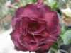 Nabízíme k prodeji sazenice  Adenium Mounmongkol „ pouštní růže“,. U nás je pěstována jako velice dekorativní exotická pokojová rostlina vhodná zvláště pro tvorbu kvetoucí sukulentní bonsaje a nenáročná na pěstování. Je teplomilná a dobře snáší suchý vzduch, proto je vhodná i do ústředně vytápěných interiérů.Květy adénií se vyskytují ve velké paletě nádherných jasných barev. Cena je 55,- Kč za sazenice semenáč 5-10 cm.
 Semena -  neoseeds
