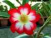 
Nabízíme k prodeji sazenice Adenium Moonlight Fairy:
Adenium Obesum- Moonlight Fairy „pouštní růže“ je nádherná sukulentní rostlinaPro své bohaté květenství  je nazývána pouštní růží, v přírodě rostoucí jako keře nebo stromky se ztloustlým kmenem  někdy bizardních tvarů částečně ukrytým pod zemí. U nás je pěstována jako velice dekorativní exotická pokojová rostlina vhodná zvláště pro tvorbu kvetoucí sukulentní bonsaje a nenáročná na pěstování. Je teplomilná a dobře snáší suchý vzduch, proto je vhodná i do ústředně vytápěných interiérů. Cena Sazenice semenáče 5-10 cm je 55,- Kč.
 Semena - neoseeds

