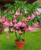Brugmansia suaveolens – je odolný okrasný keř s nádhernými velkými sladce vonícími květy, který se původně vyskytuje v jihovýchodní Brazílii. V našich podmínkách se pěstuje jako přenosná okrasná rostlina, která kvete od června do října. Celá rostlina je jedovatá.
Cena za 1 kus je 20 kč
Semena - neoseeds
