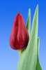 Tulipány-cibule,různé druhy