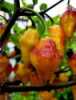 Chilli paprička Puerto Rican (Capsicum chinense) pocházející ze stejnojmenného ostrova v Karibském moři, je vysoce produktivní odrůda s jasně žlutými, šťavnatými plody připomínající tvar lucerny. Plody mají ovocnou chuť připomínající citrusy, hodí se k přípravě nejrůznějších omáček, nebo je lze i sušit. Pálivost je velmi vysoká, pohybuje se okolo 100 000 - 500 000 jednotek SHU.
Cena za balení je 28 kč.
Semena – neoseeds
