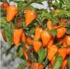 Nabízíme k prodeji semena chilli paprik Orange Lantern:
Chilli paprička Orange Lantern (Capsicum Chinense) pocházející z Peru tvoří velké množství zářivě oranžových plodů tvaru lucerny. Papriky mají typicky ostrou ovocnou chuť a aroma. Díky svojí střední pálivosti se používají hlavně do pokrmů, jako jsou omáčky a podobně.  Pálivost se pohybuje v rozmezí 15.000 - 30.000 SHU.Sada obsahuje 10 semen za 20,- Kč.
 Semena - neoseeds
 

 
